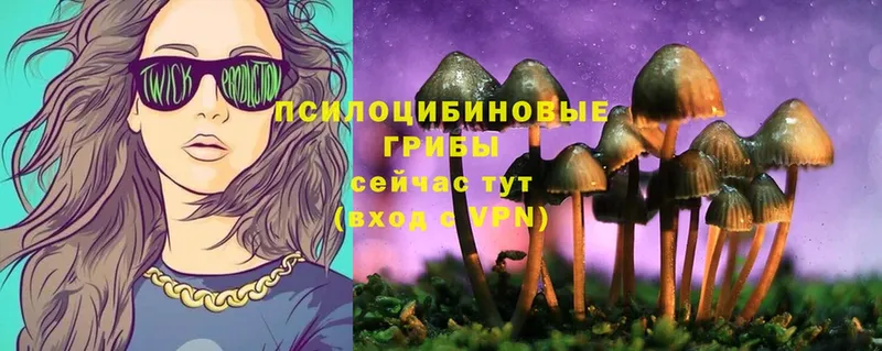 Галлюциногенные грибы Psilocybe Новотроицк